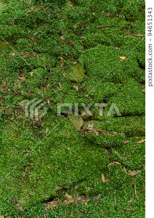 Mossy ground background material 94651343