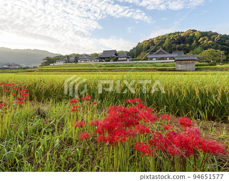 Cluster amaryllis blooming in the rice terraces of Tachibana-dera, Asuka Village 94651577