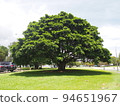 giant tree in australia 94651967