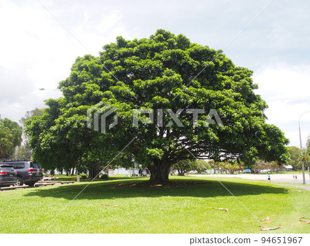 giant tree in australia giant tree in australia 94651967