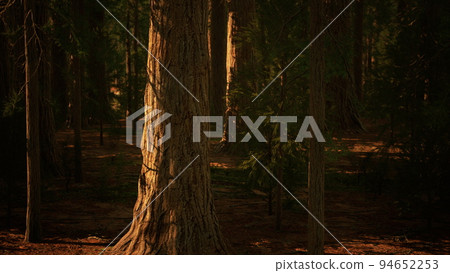Giant Sequoias Trees or Sierran redwood growing in the forest Giant Sequoias Trees or Sierran redwood growing in the forest 94652253