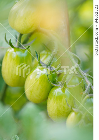 Cherry tomatoes grow in the garden. Cherry tomatoes begin to ripen on the bush. Cherry tomatoes grow in the garden. Cherry tomatoes begin to ripen on the bush. 94652323