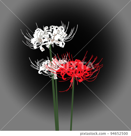 nerine 鑽石百合花 94652500