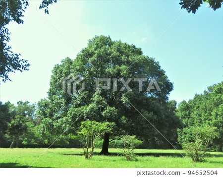 Trees in Higashitakane Forest Park 94652504