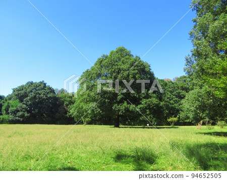 Trees in Higashitakane Forest Park 94652505