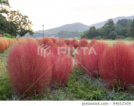 Kochia with autumn leaves in the park Kochia with autumn leaves in the park 94652509