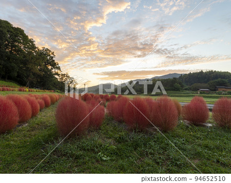 Kochia with autumn leaves in the park Kochia with autumn leaves in the park 94652510