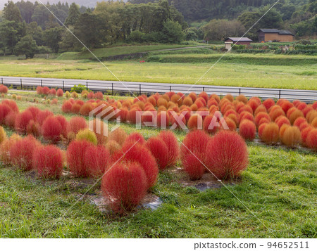 Kochia with autumn leaves in the park Kochia with autumn leaves in the park 94652511