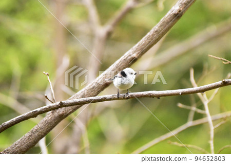 Long-tailed long-tailed perching on a branch, facing sideways Long-tailed long-tailed perching on a branch, facing sideways 94652803