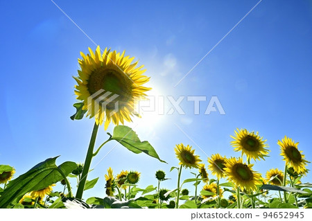 向日葵田和藍天中的太陽 94652945