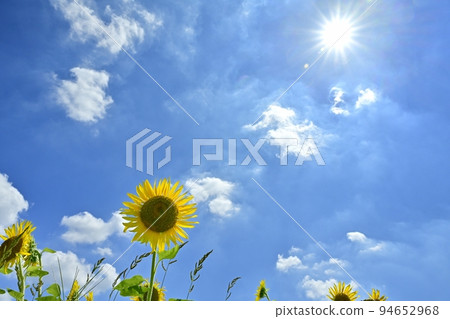 向日葵田和藍天與太陽和雲彩 94652968