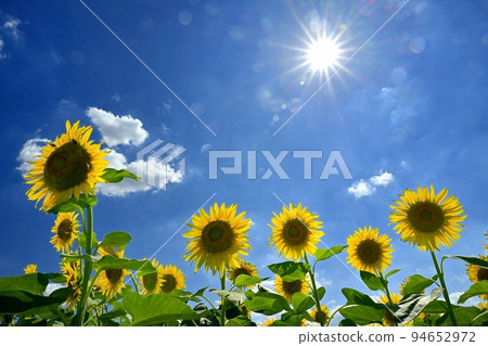 向日葵田和藍天與太陽和雲彩 94652972