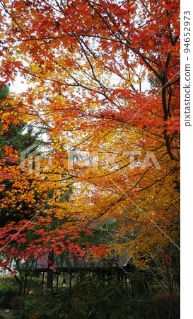 我家鄉的秋色被秋葉染紅了 94652973