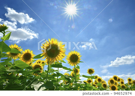 向日葵田和藍天與太陽和雲彩 向日葵田和藍天與太陽和雲彩 94652974