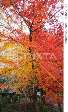 我家鄉的秋色被秋葉染紅了 94652975