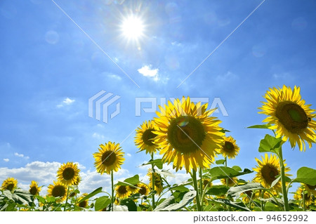 向日葵田和藍天與太陽和雲彩 94652992