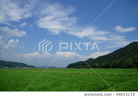 sky cloud rice sky cloud rice 94653219