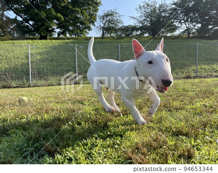 奔跑的鬥牛犬 奔跑的鬥牛犬 94653344