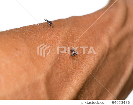 Close up small mosquito on the skin with blur background. Close up small mosquito on the skin with blur background. 94653486