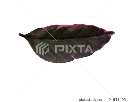 Close up Dark caricature leaves on white background. 94653493