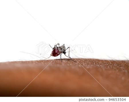 Close up small Mosquitoes are sucking blood on the skin. Close up small Mosquitoes are sucking blood on the skin. 94653504