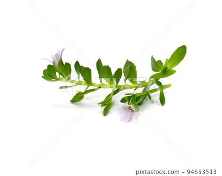 Close up Brammi leaf and flower on white background 94653513