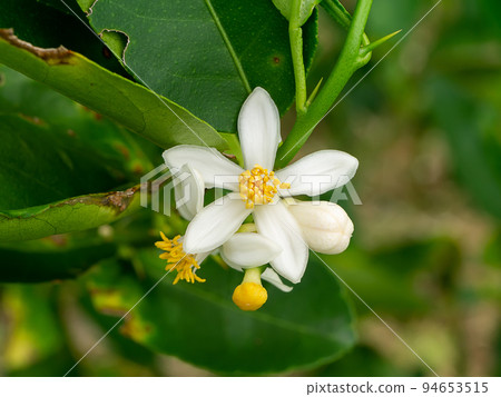 Close up lime flower on branches with blur background in plantation. 94653515