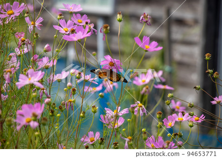 Cosmos and butterflies 94653771