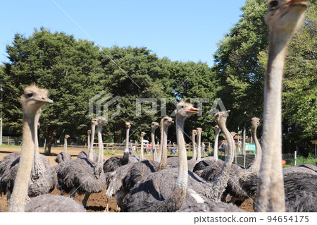ostriches grazing 94654175