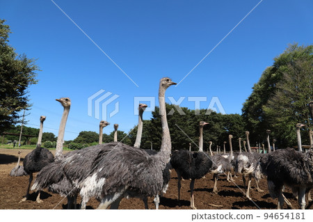 ostriches grazing 94654181