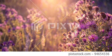 Seasonal sale website banner with wild grass on a meadow Seasonal sale website banner with wild grass on a meadow 94654336