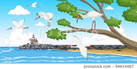American white ibis group at the coast American white ibis group at the coast 94654867
