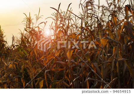 Dry corn stalks with cobs backlit by sun at fields autumn time 94654915