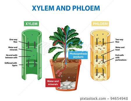 Diagram showing xylem and phloem in plant 94654948