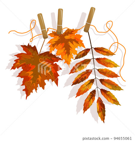 Vector image of withered fallen leaves of different types of deoeviev on a loose rope, pinned with clothespins. Cartoon style. Isolated on white background. EPS 10 Vector image of withered fallen leaves of different types of deoeviev on a loose rope, pinned with clothespins. Cartoon style. Isolated on white background. EPS 10 94655061