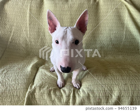 鬥牛犬向上 鬥牛犬向上 94655139