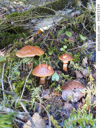 Suillus grevillei found in the forests of Mt. Fuji Suillus grevillei found in the forests of Mt. Fuji 94655534