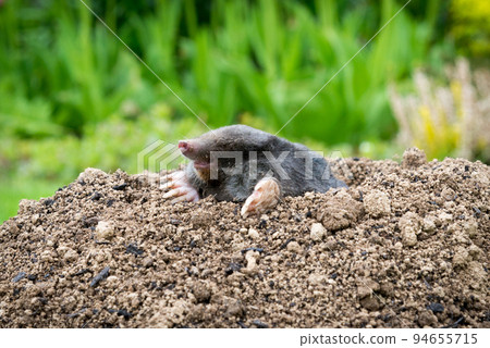 European mole (Talpa europaea) destroying lawn with its mole hills and underground tunnels European mole (Talpa europaea) destroying lawn with its mole hills and underground tunnels 94655715