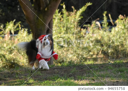 Santa dog Santa dog 94655758