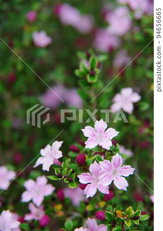 白花天鵝甜菜 白花天鵝甜菜 94656665