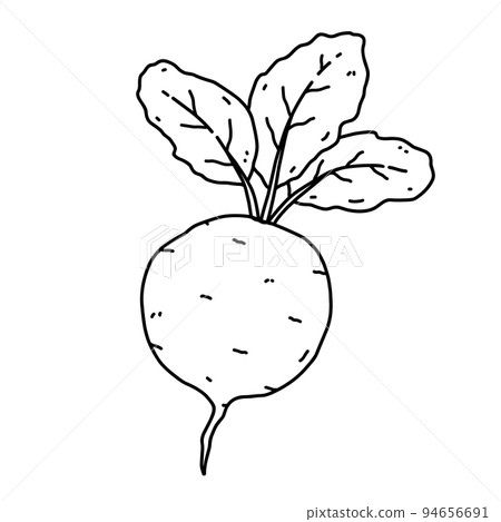 Beet with leaves isolated on white background Beet with leaves isolated on white background 94656691