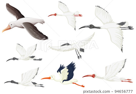 Set of different white birds 94656777