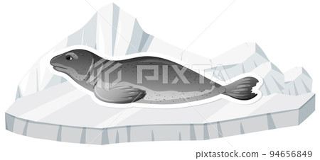 Seal lying on ice on white background Seal lying on ice on white background 94656849