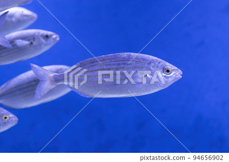 Sarpa Salpa Saunders Fish 94656902