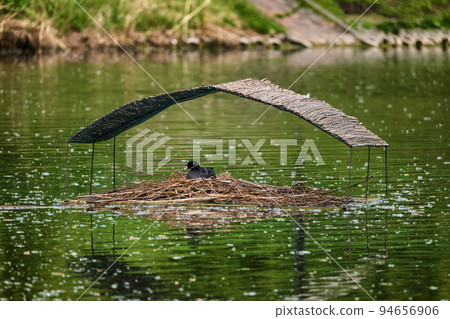 Bird Home With Nest In Pond 94656906