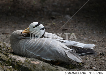 Bar-headed Goose Sits In Restful Position 94656907