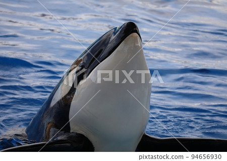 [愛知縣名古屋市港區名古屋港公共水族館]海王虎鯨 94656930