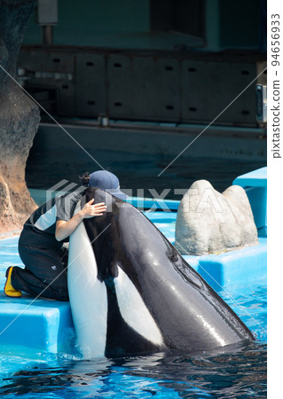 【愛知縣名古屋市港區名古屋港水族館】擁抱海王虎鯨的訓練師 【愛知縣名古屋市港區名古屋港水族館】擁抱海王虎鯨的訓練師 94656933