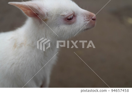 悲傷的小袋鼠簡介 94657458