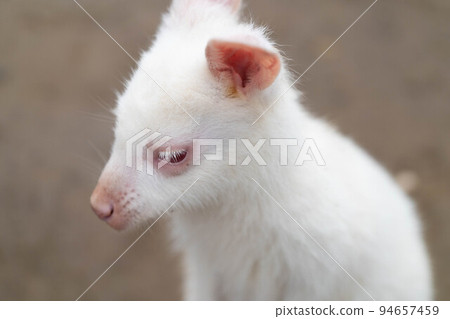 白袋鼠鞠躬 94657459